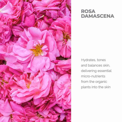Nước hoa hồng đỏ hữu cơ Alteya Organics Rose Damascena Water - Ảnh 2
