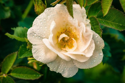 Nước hoa hồng trắng hữu cơ Alteya Organics Bulgarian White Rose Water 100ml - Ảnh 2