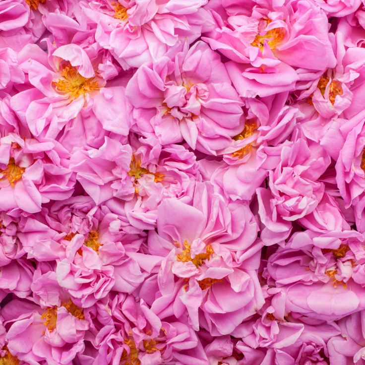 Nước hoa hồng đỏ hữu cơ Alteya Organics Rose Damascena Water 1