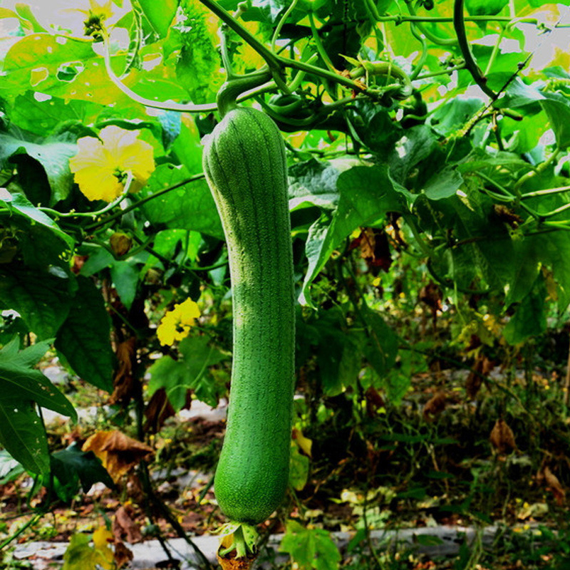 Toner Neo Natural 120ml 5 Toner Neo Natural 120ml 5