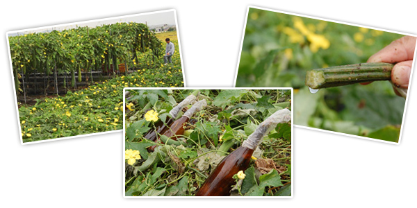 Toner Neo Natural Healing Lotion 120ml 4 Toner Neo Natural Healing Lotion 120ml 4