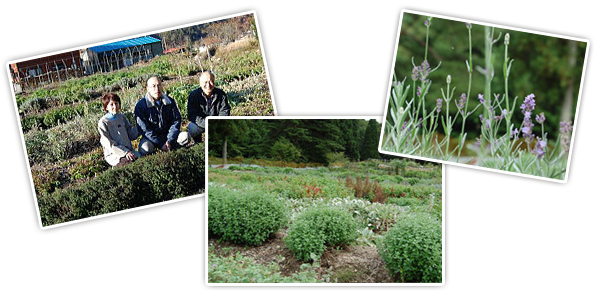 Toner Neo Natural Healing Lotion 120ml 7 Toner Neo Natural Healing Lotion 120ml 7