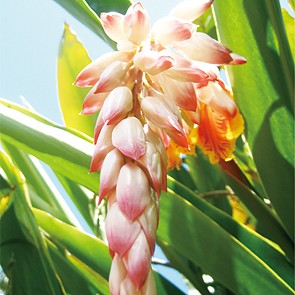 Serum Neo Natural Pure Extract 30ml 7 Serum Neo Natural Pure Extract 30ml 7