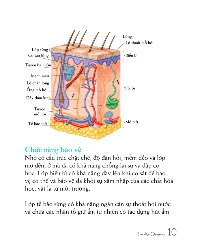 Ebook chăm sóc da toàn diện của The An Organics, Chương 2