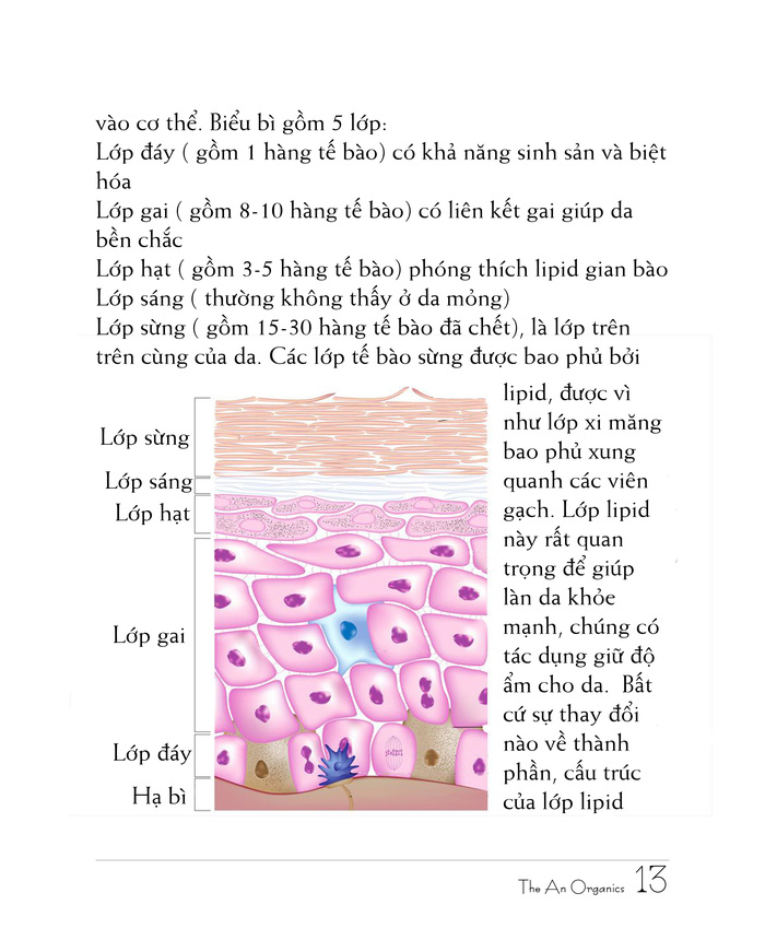 Ebook chăm sóc da toàn diện của The An Organics, Chương 2