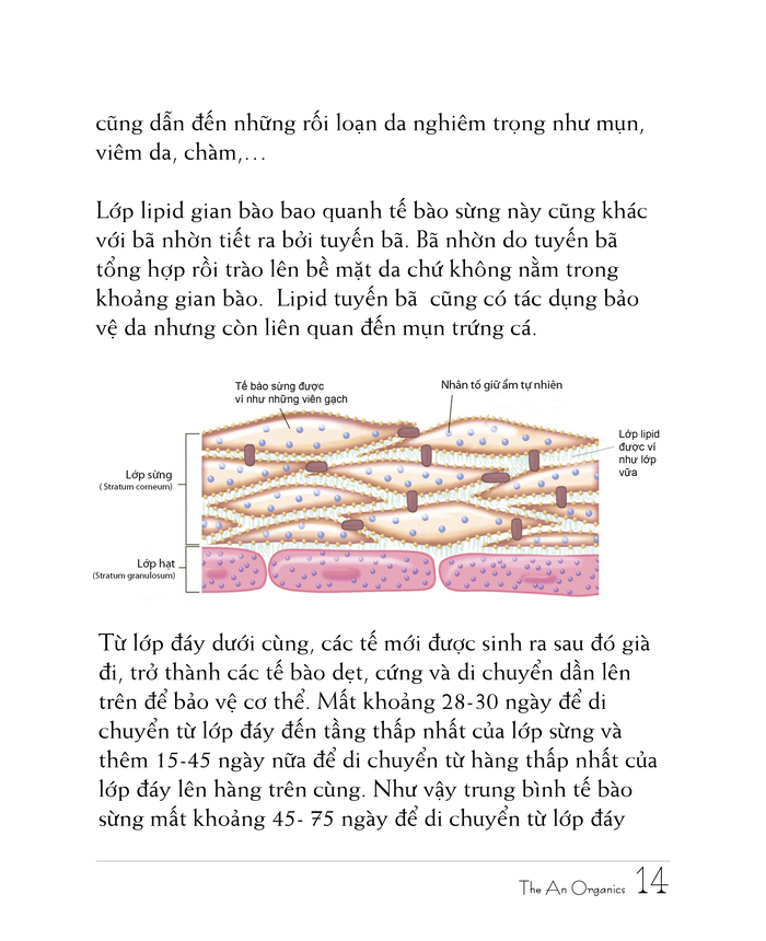 Ebook chăm sóc da toàn diện của The An Organics, Chương 2