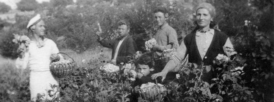 Nước uống hoa hồng hữu cơ Rose Elixir Armina 3 Nước uống hoa hồng hữu cơ Rose Elixir Armina 3