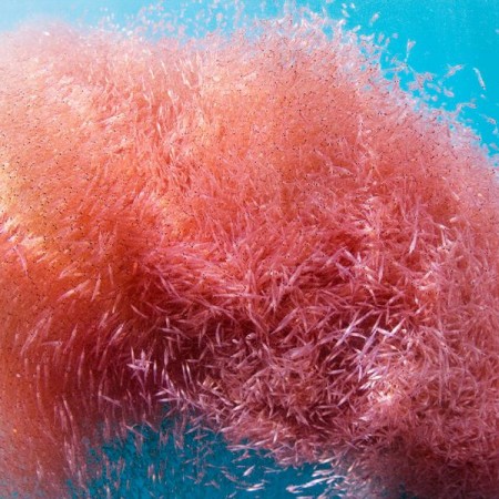 Khám phá dầu nhuyễn thể Krill Oil Dr Mercola