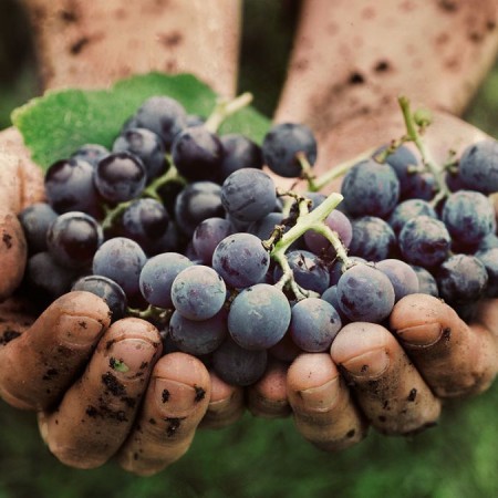 Tìm hiểu chất chống oxy hóa Resveratrol và công thức Purple denfense Dr Mercola