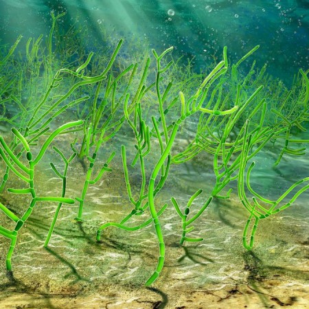 Tại sao chỉ cần bổ sung omega 3 chứ không phải omega 3, 6, 9?