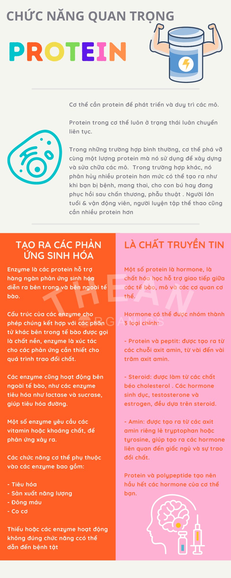 Những điều cần biết về protein 17