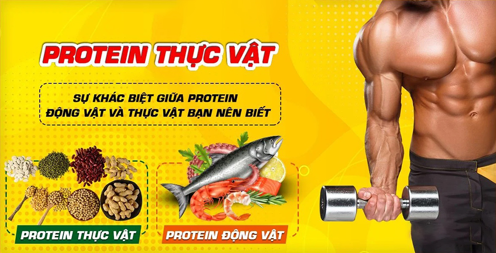 Sự khác biệt giữa protein thực vật và protein động vật