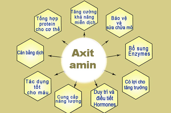 tác dụng của axit amin