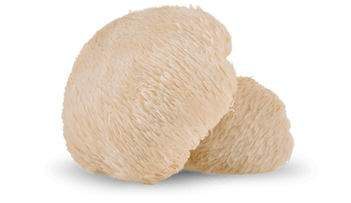 Nấm Lion's Mane