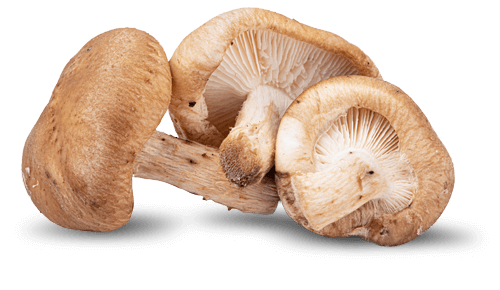 Nấm Shiitake